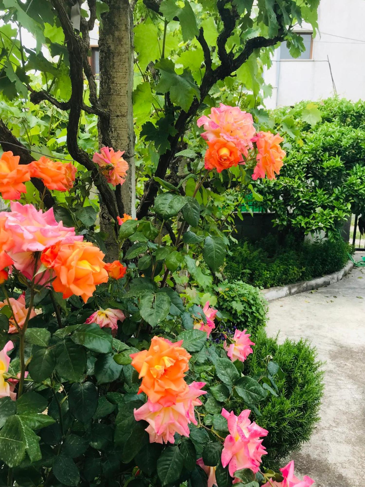 Villa Ajla Durrës Exteriér fotografie